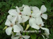 Clematis 'FOREVER FRIENDS' (�Zofofri�)